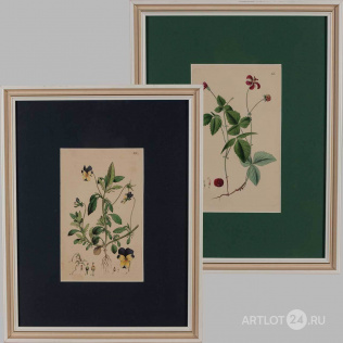 Парные гравюры с изображением трав и цветов Швеции